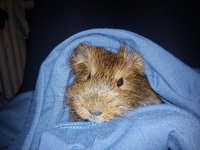 kulka małe.jpg (125.59 KiB) Przejrzano 3112 razy kulka małe.jpg