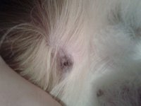 10156859_650509531650871_1371369332_n.jpg (52.87 KiB) Przejrzano 2442 razy 10156859_650509531650871_1371369332_n.jpg