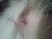 10250819_650509534984204_1268972966_n.jpg (54.26 KiB) Przejrzano 2442 razy 10250819_650509534984204_1268972966_n.jpg