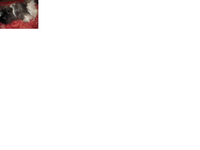 rr.png