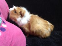 zdjecie 1.JPG (94.16 KiB) Przejrzano 4081 razy zdjecie 1.JPG