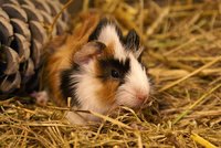 DSC02510.JPG