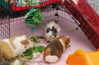 120616 guinea pig C&C grid cage fleece bedding setup3.jpg