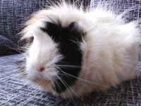 FIFI-r.i.p..18.09.16 godz 12.35.jpg (69.91 KiB) Przejrzano 2284 razy FIFI-r.i.p..18.09.16 godz 12.35.jpg