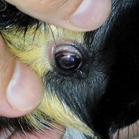 20170808_OP.jpg (28.12 KiB) Przejrzano 5545 razy 20170808_OP.jpg