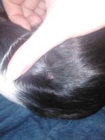 176540315_465084551378295_8022256212501288800_n.jpg (21.57 KiB) Przejrzano 1794 razy 176540315_465084551378295_8022256212501288800_n.jpg