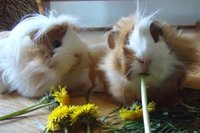 ami i dami.JPG (34.11 KiB) Przejrzano 2893 razy ami i dami.JPG